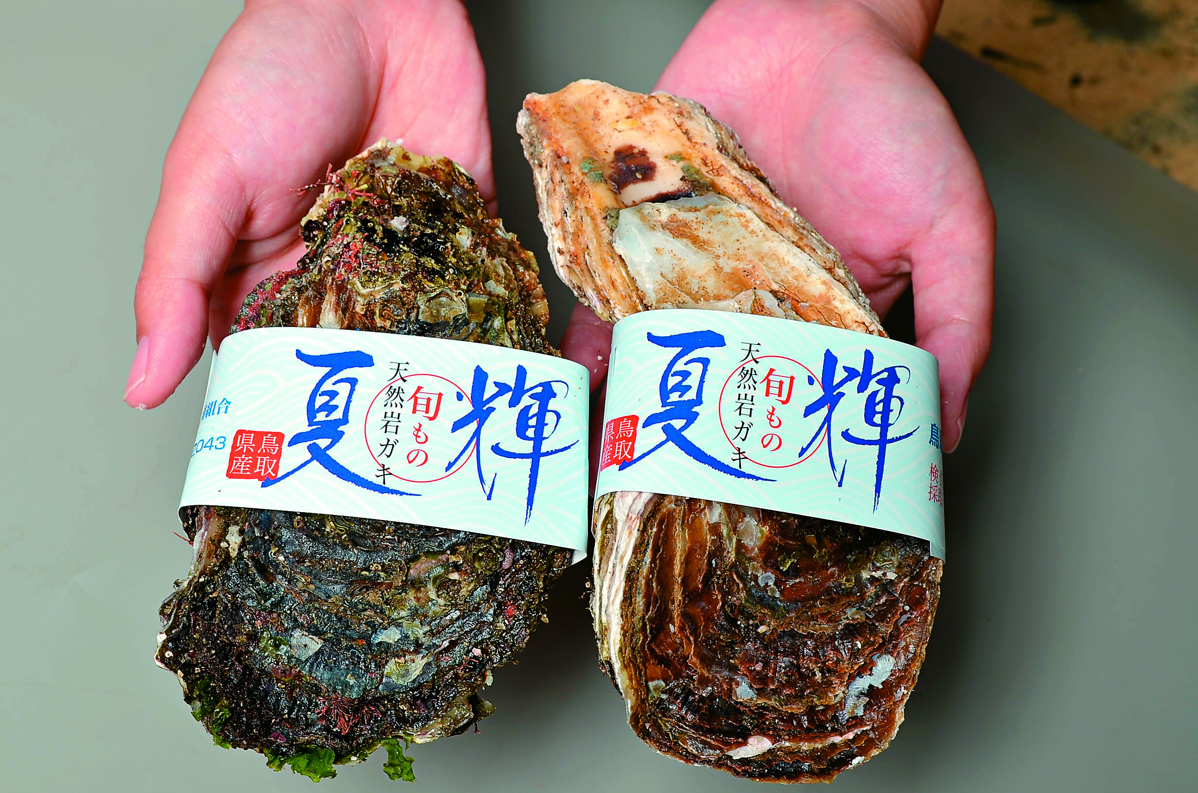 殻付き岩牡蠣（夏輝）